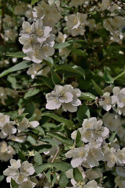 FIORI D'ARANCIO
