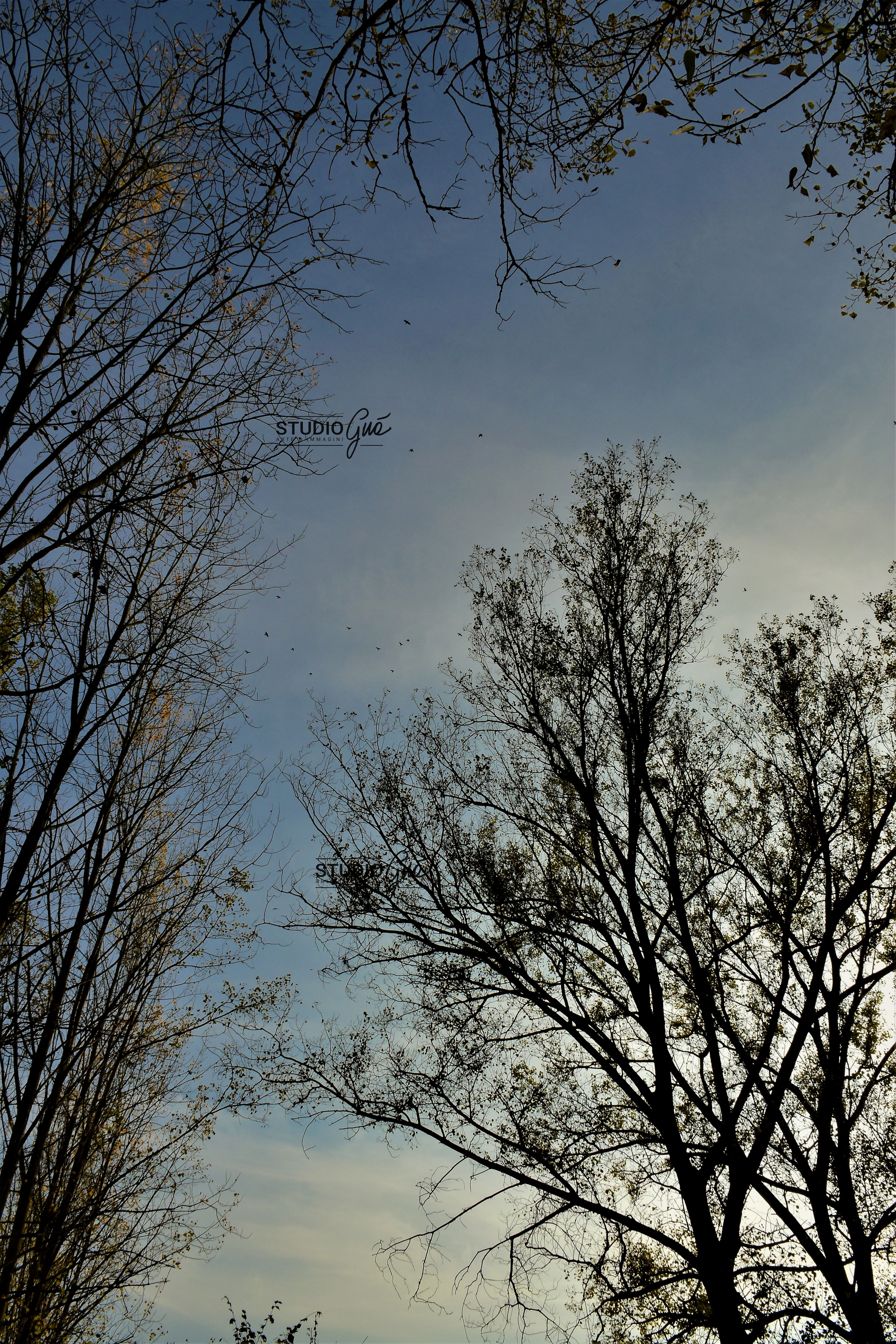 FRONDE IN CONTROLUCE