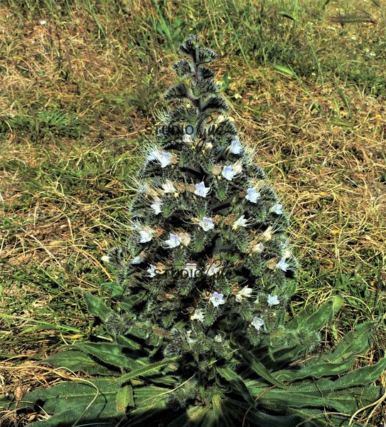 FIORE DI CAMPO (SICILIA)