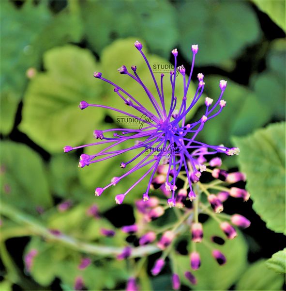 INFIORESCENZA BLU