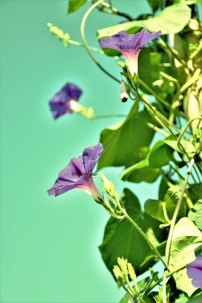 CAMPANULE