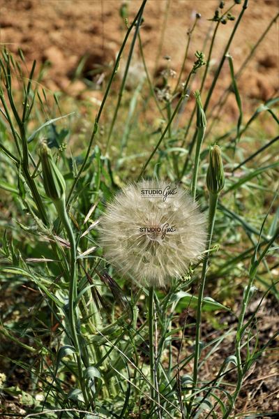 SOFFIONE GIGANTE N. 2