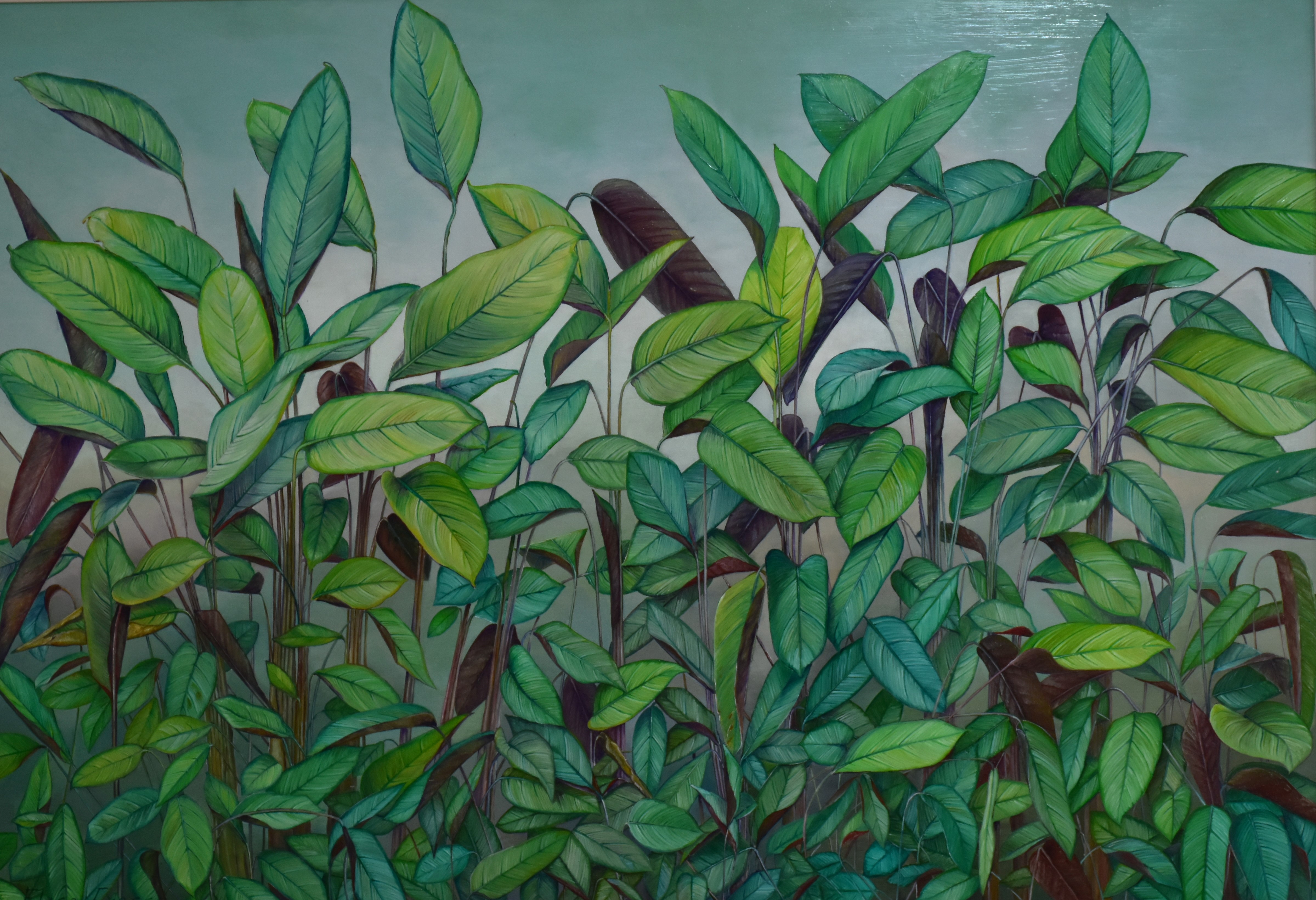 Foglie di Maranta