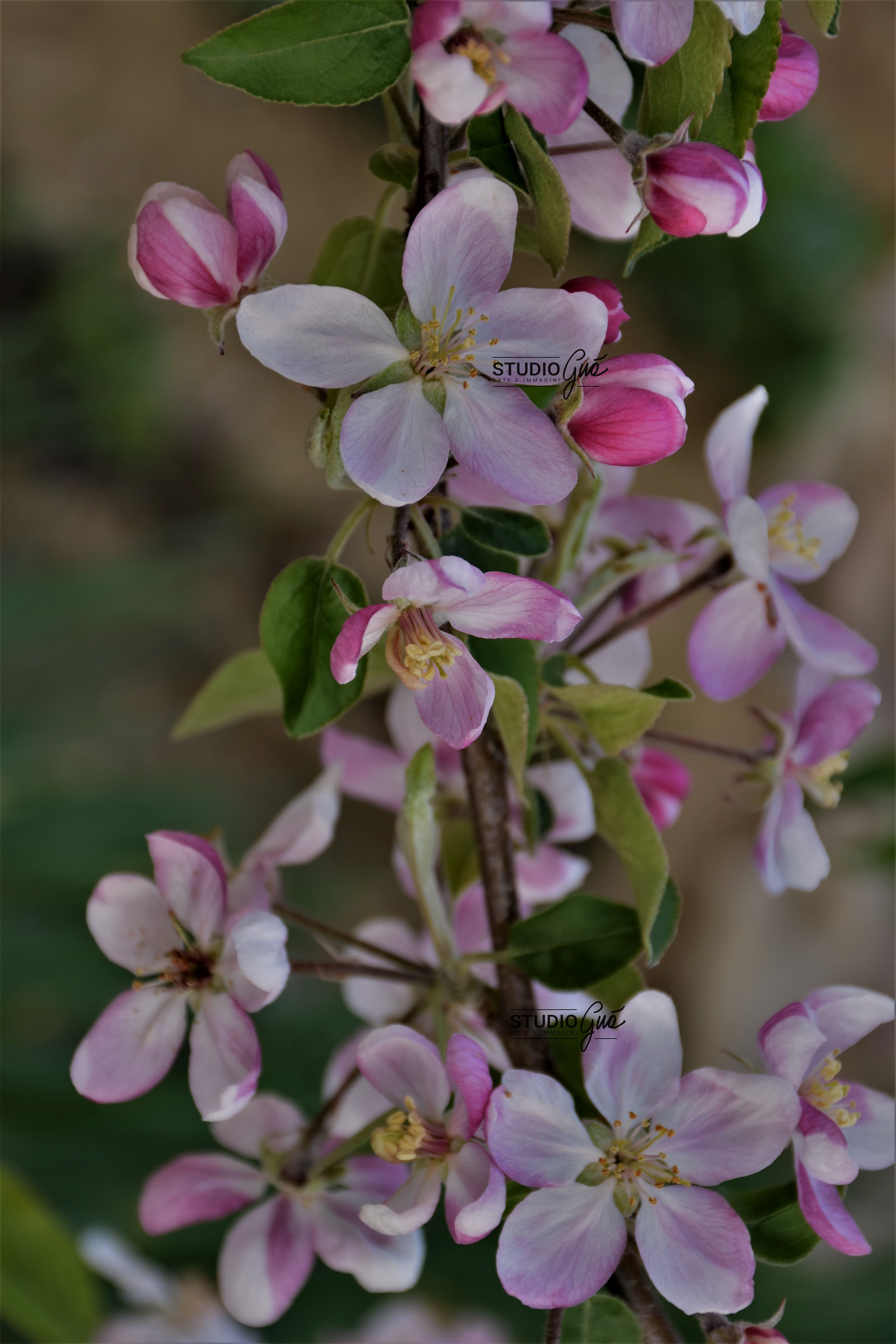 fiori di melo