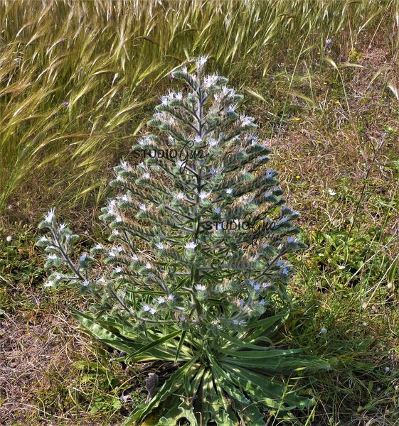 FIORE DI CAMPO (SICILIA)