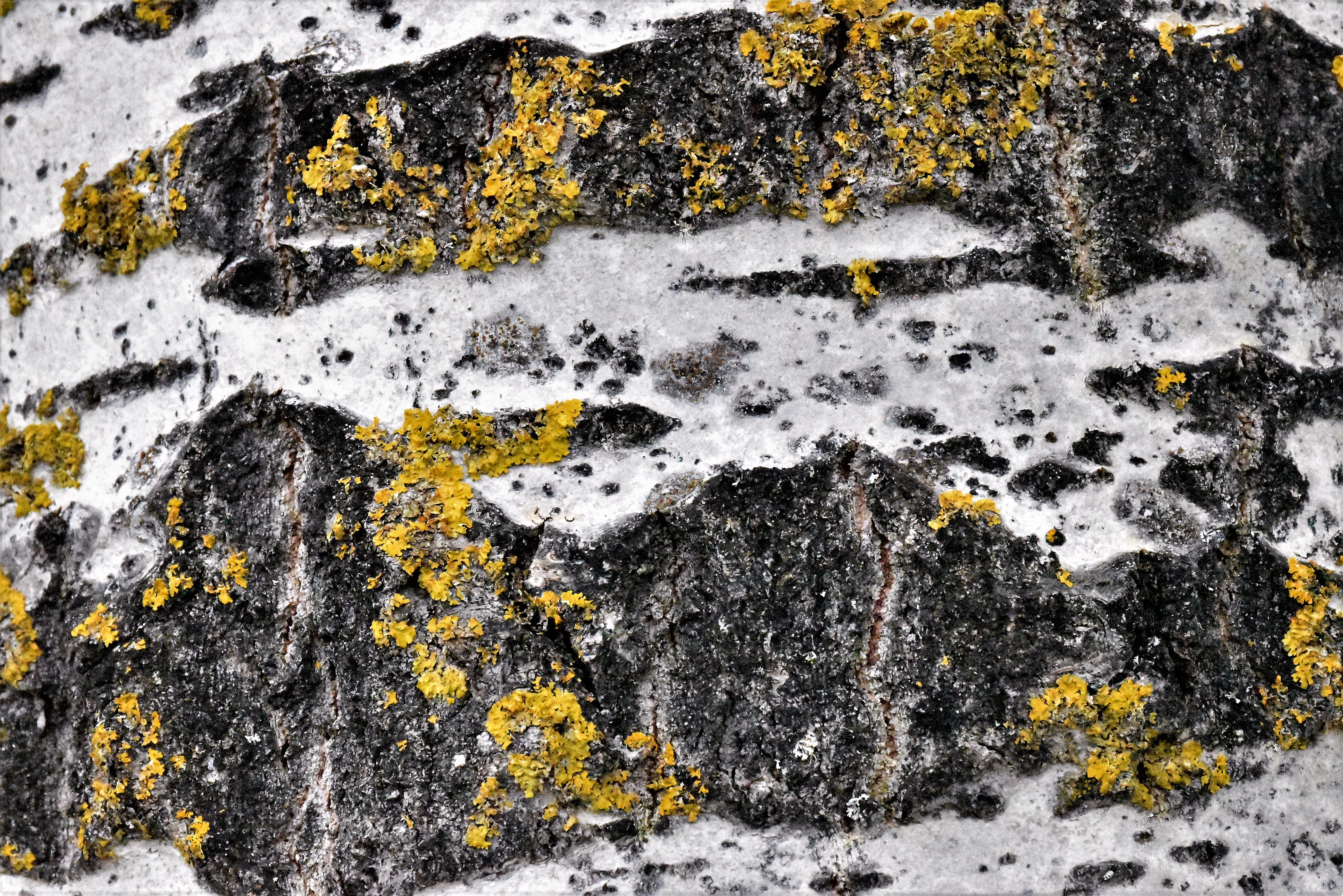 corteccia di pioppo tremulo