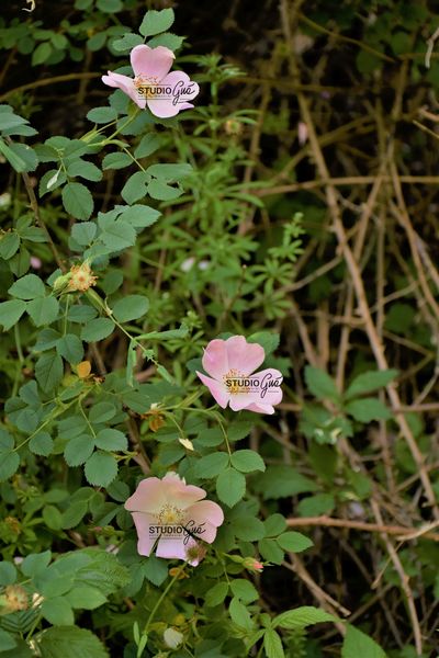 CESPUGLIO ROSE DI CAMPO N. 2