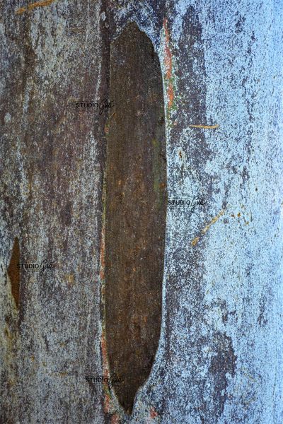 CORTECCIA N. 4