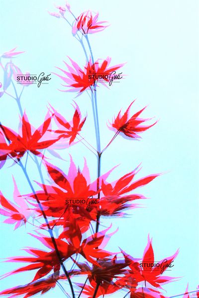 ACERO ROSSO SDOPPIATO