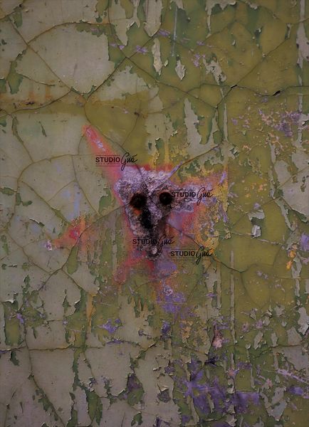 MURO CON CANE 