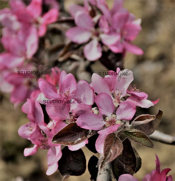 FIORI DI MELO