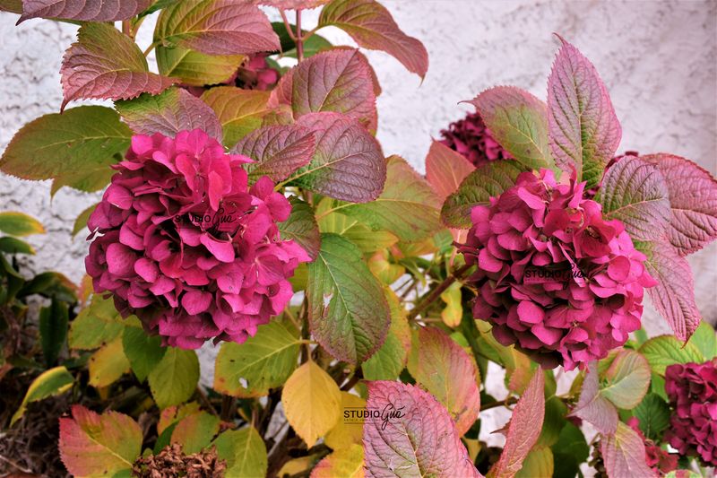 FIORI D'ORTENSIA IN AUTUNNO