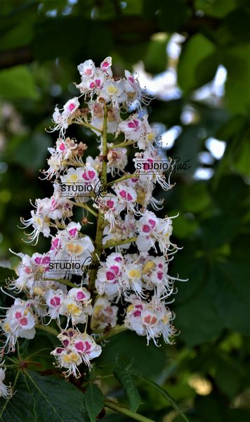 FIORE DI IPPOCASTANO